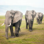 three african elephants walking in a line