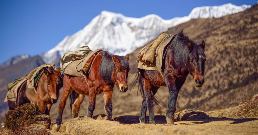 donkeys with sacks on their back walking in a line with a snowy mountain the background 