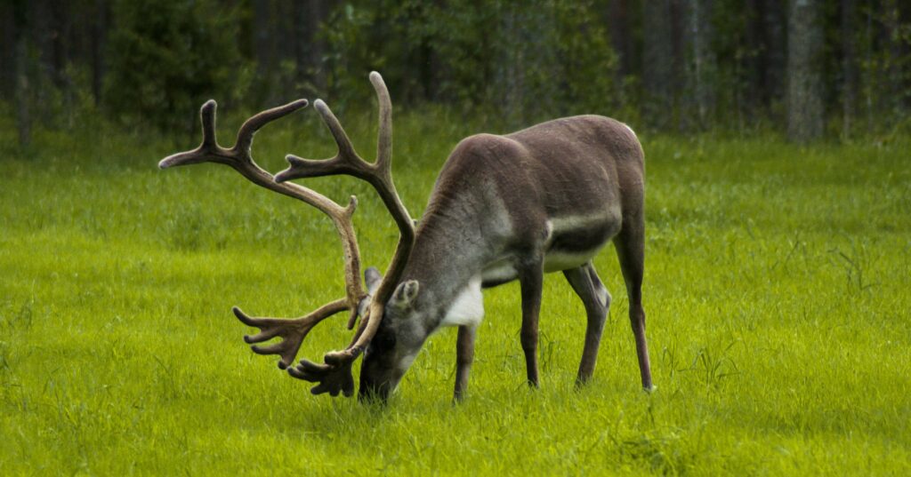 A reindeer with large antlers grazing on a lush green field, with a forest in the background