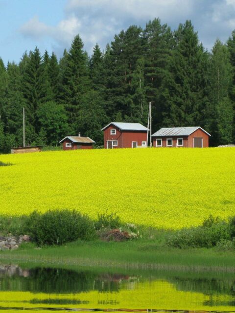 red houses amid bright green grass field with thick trees in the background