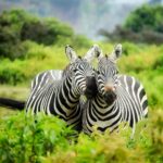 two zebras amid lush green landscape