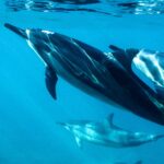 dolphins swimming underwater