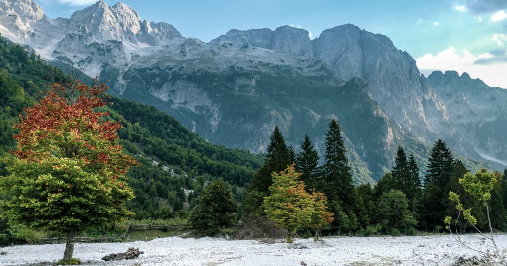 a lonely tree standing with high mountains and bushes in the background in places to visit in albania