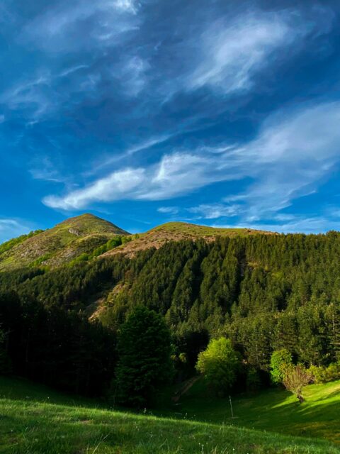 a grassy field with a mountain in the background