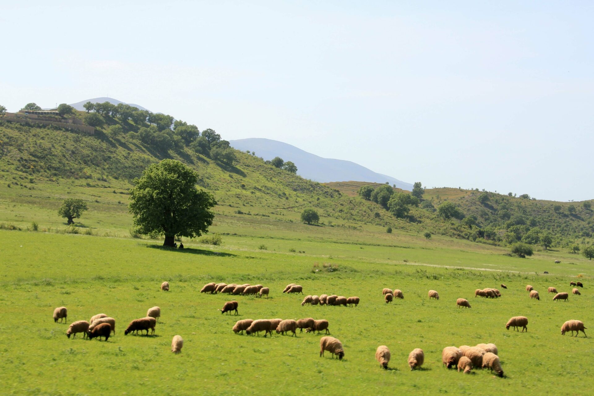 herd of sheep on green grass in albania