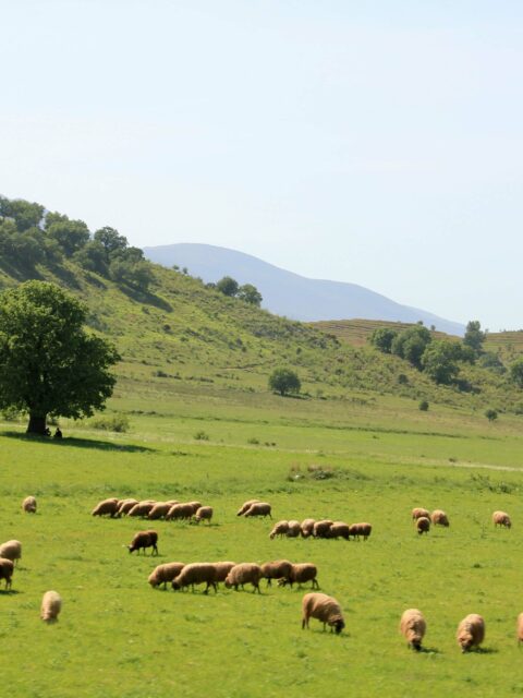 herd of sheep on green grass in albania