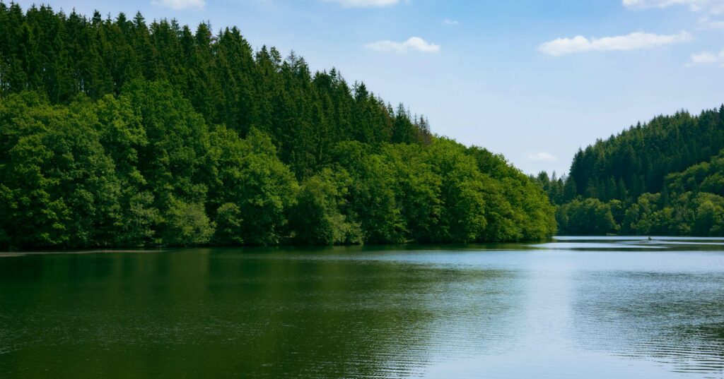 A calm lake surrounded by lush green trees on a sunny day