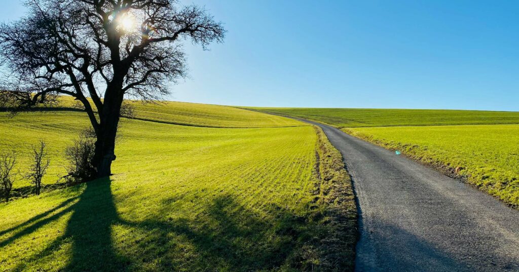 A large, leafy tree with a thick trunk stands alone on the grassy side of a rural road